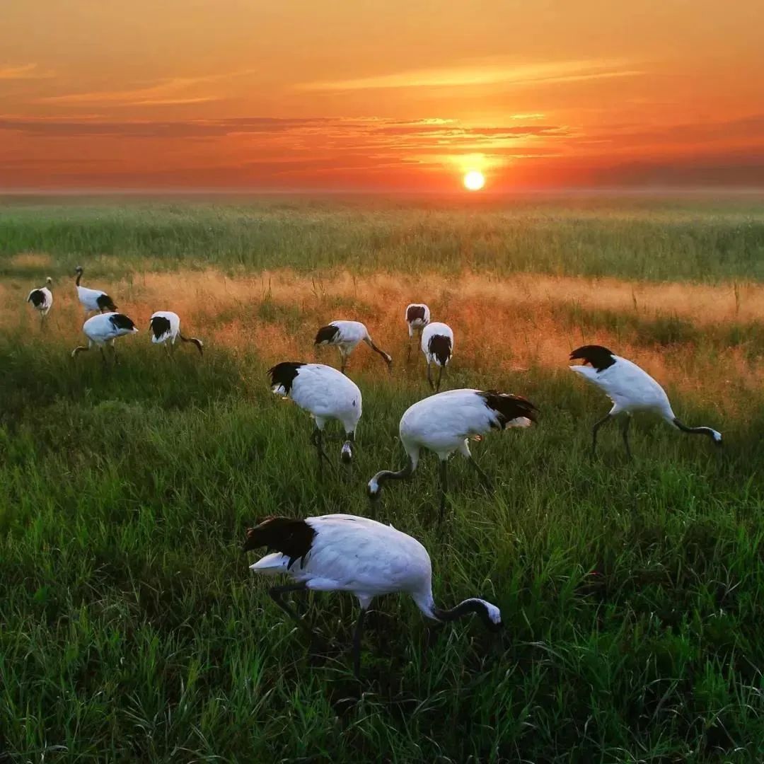 湿地游玩,湿地可以开发什么旅游项目