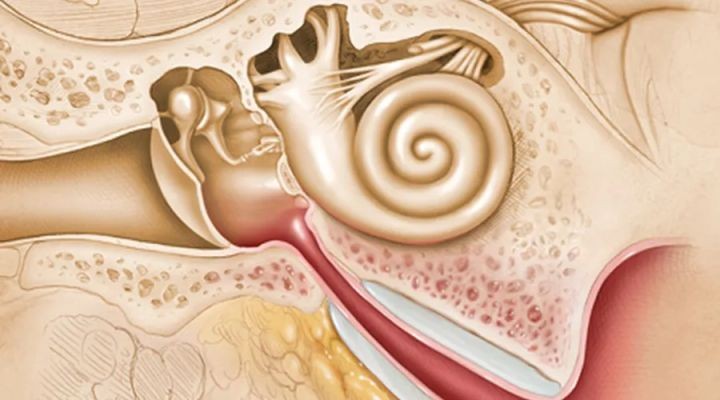一辈子不掏耳屎啊行么,一辈子不掏耳朵耳屎会长满吗