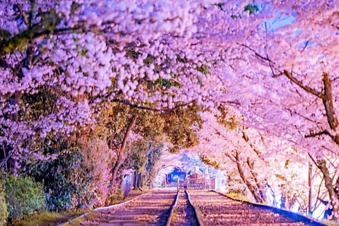 少数民族预科班算高分吗,高考少数民族预科班录取规则