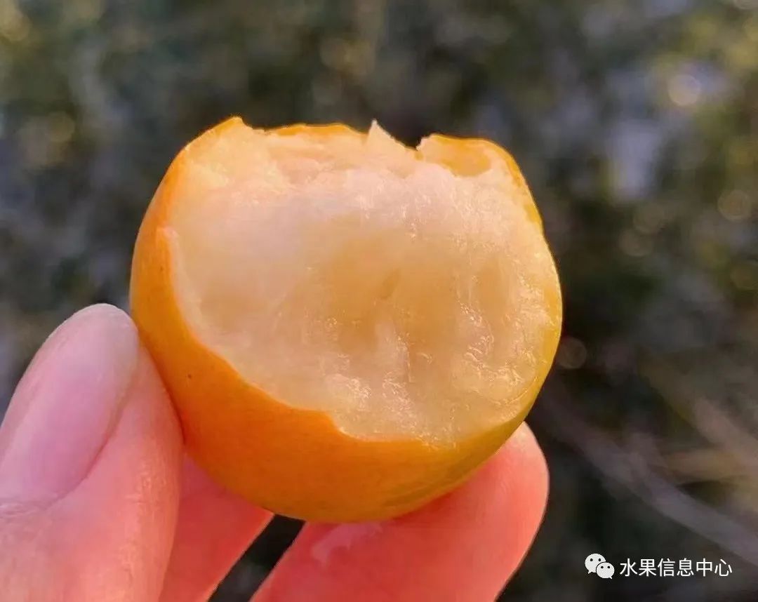 金桔产地视频,金桔多少个品种