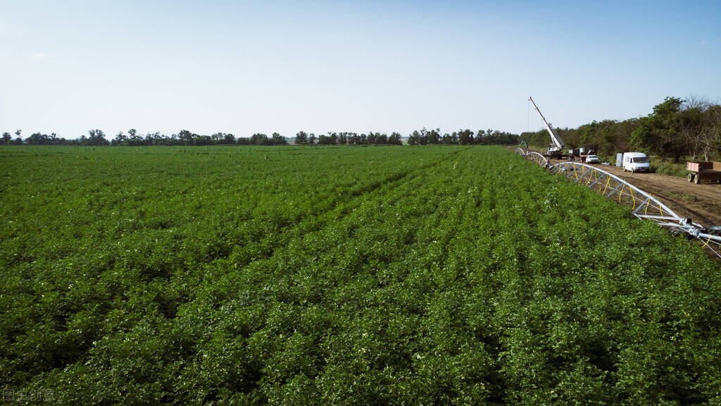 3毛一斤大量收不回的农产品,3毛一斤卖不出去