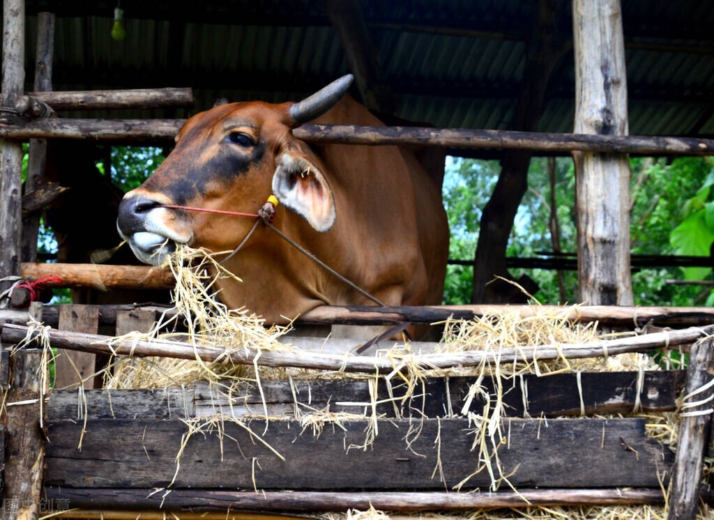 金典和特仑苏哪个比较贵,金典特仑苏为什么卖那么贵