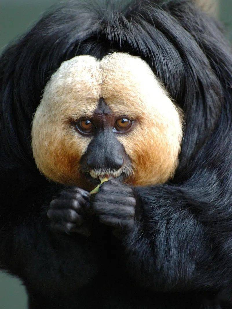 国人害怕的老猫猴子，居然是从非洲来的？黑毛白脸的怪物是什么？