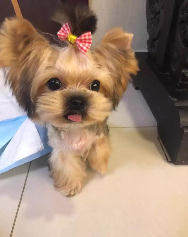 养狗首选这6种品种,养狗首选这8种猫不仅便宜还好养