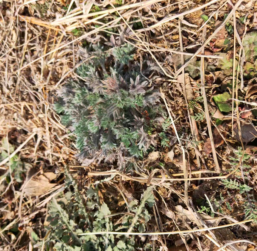 自带青霉素的三种食物,这6种食物含有天然青霉素