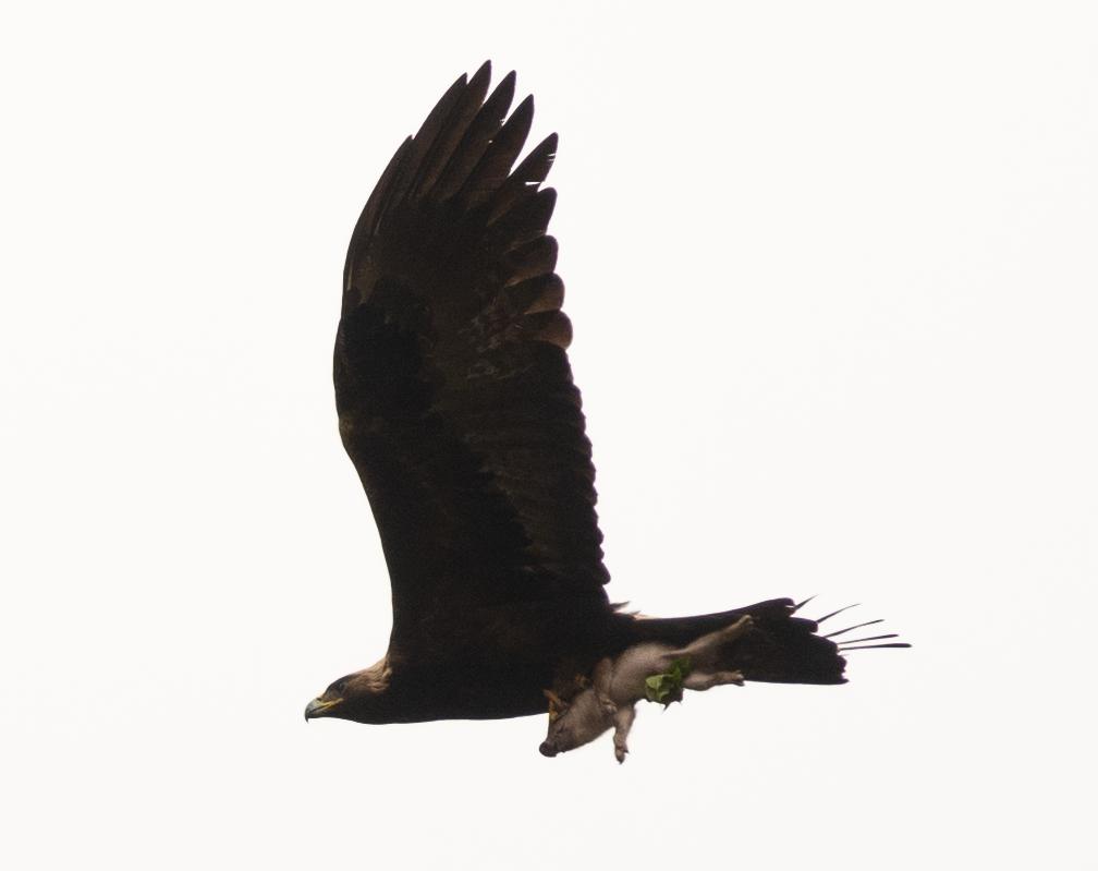 利爪的握力达750磅，110公斤的牛都被杀死，被金雕复仇有多可怕？