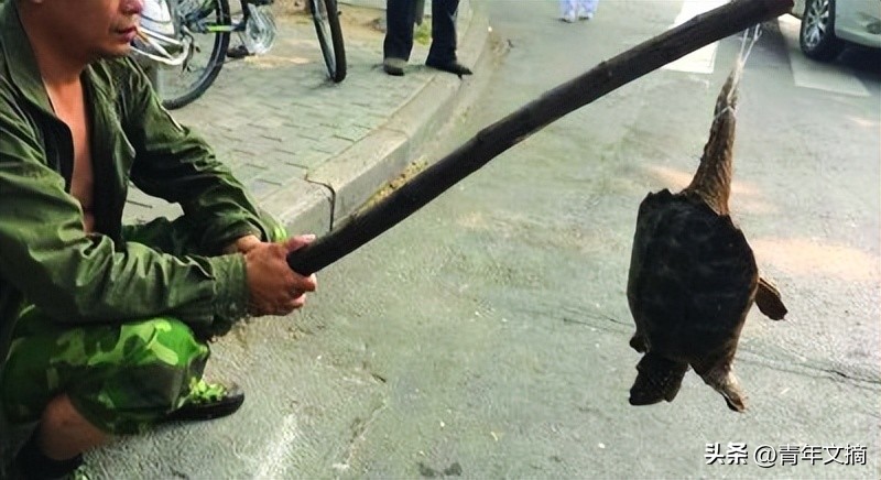 南京摘花被判刑,到底有多少人因为摘花被判刑了