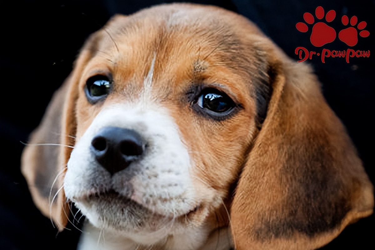 狗肠胃不好吃点什么药,狗吐黄水吃什么药