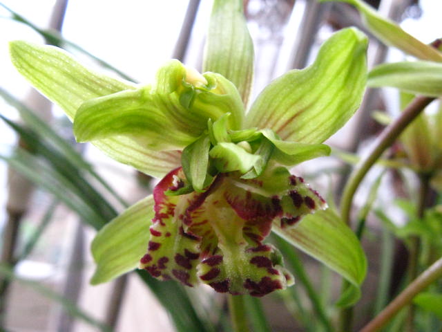 蕙兰最值钱的品种,蕙兰10大精品