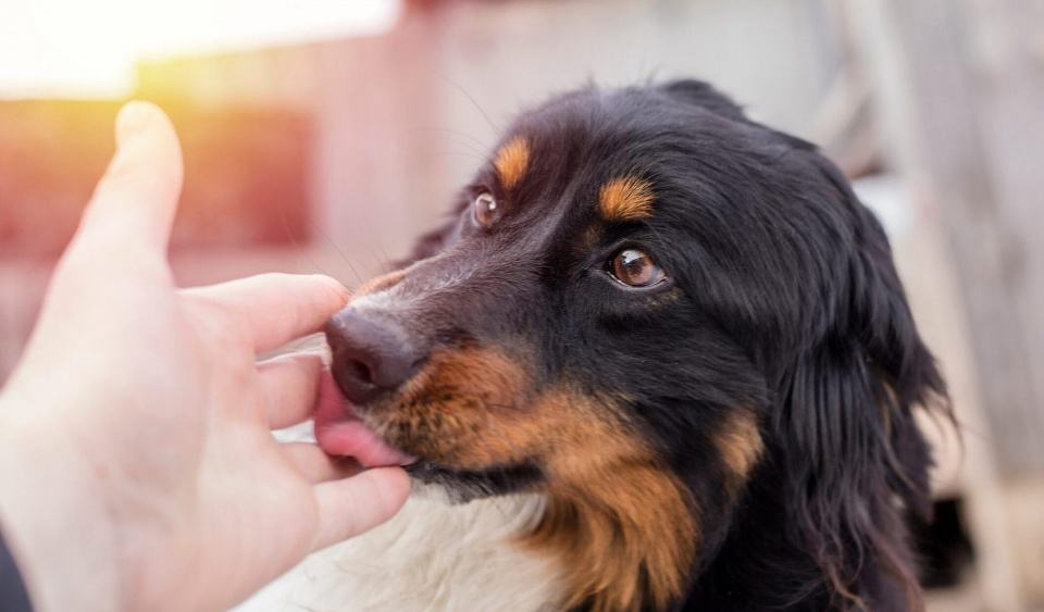 狗狗拿你当妈妈的7种表现,如果狗狗把你当成父母有几种表现