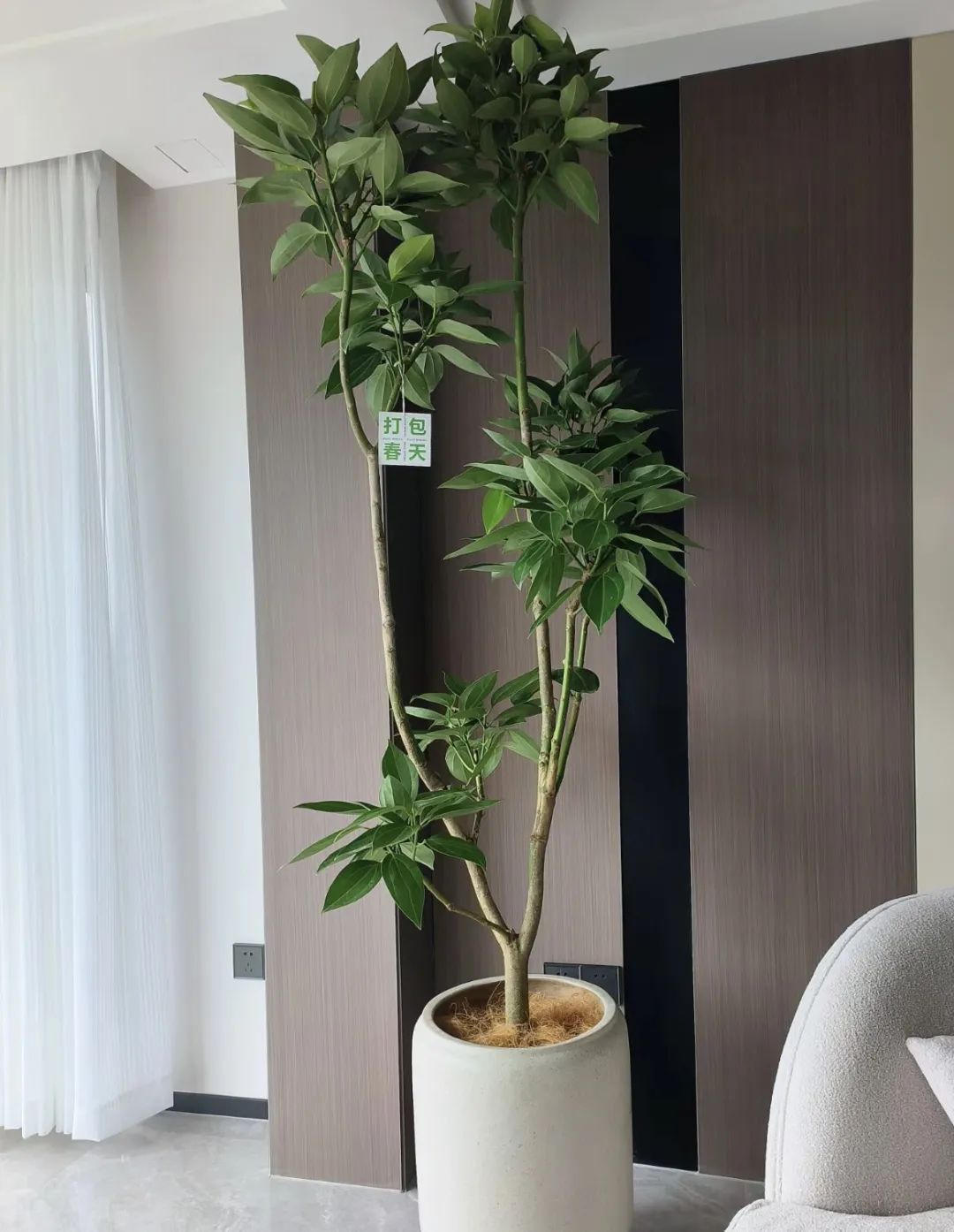 养花就养这几款好养易活,新手养花如何养便宜又好看