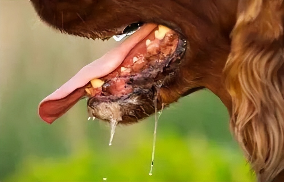 为什么狂犬病的致死率是100%,狂犬病为什么致死率100%