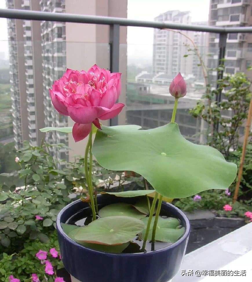 睡莲怎样养才正确,睡莲如何养