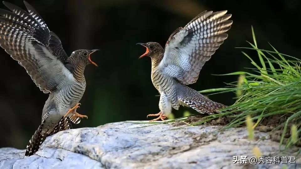 *拍偷**的夫妻生活照，羞羞的