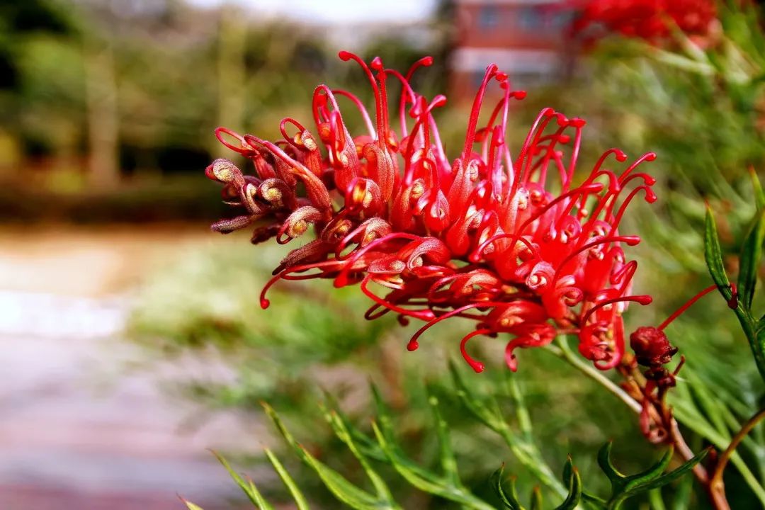 开花植物大全100种,实用分享30款小型开花树种介绍