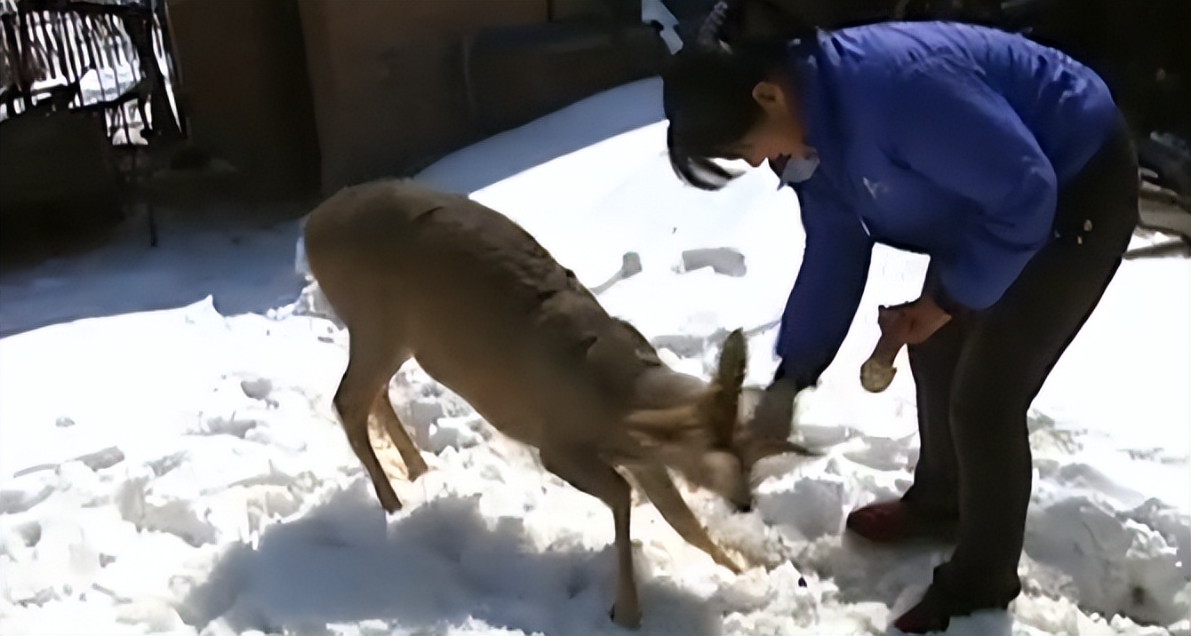 吉林一男子捡到梅花鹿,吉林男子野外捡鹿