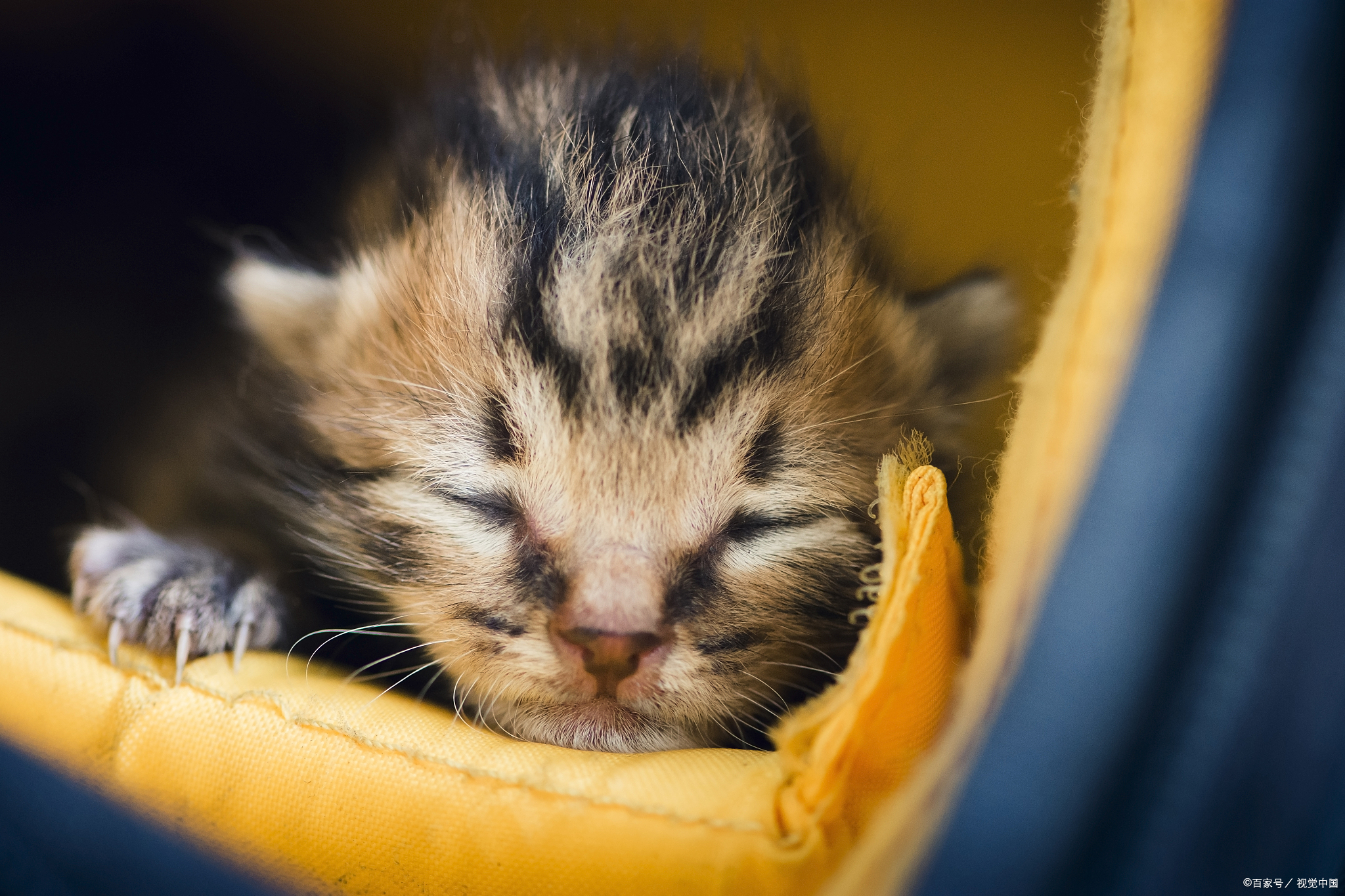 养猫攻略了解猫咪成熟所需时间,新手养猫第一天猫咪害怕怎么办