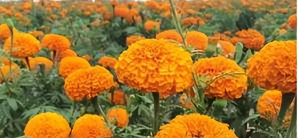 辛巴开国货计划新时代，即墨龙山：非遗公益课堂成暑期学习