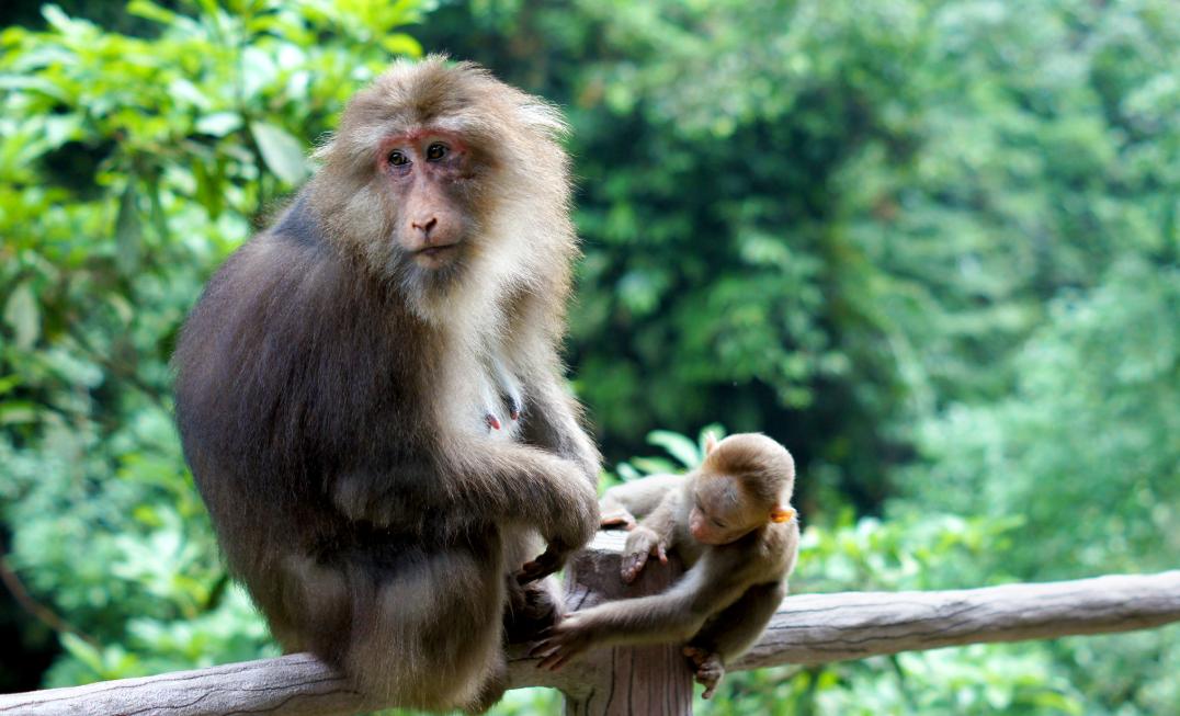 猴子在丛林里疾跑,猴子在树上狂笑