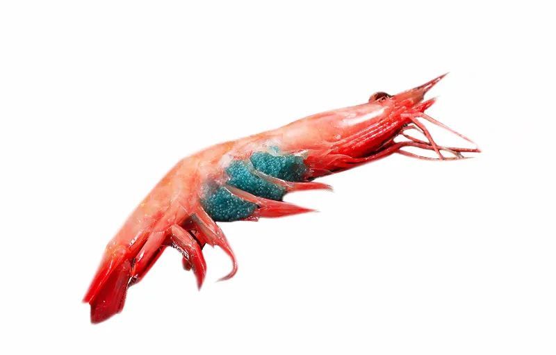 九节虾和竹节虾有啥区别,竹节虾和基围虾哪种虾好