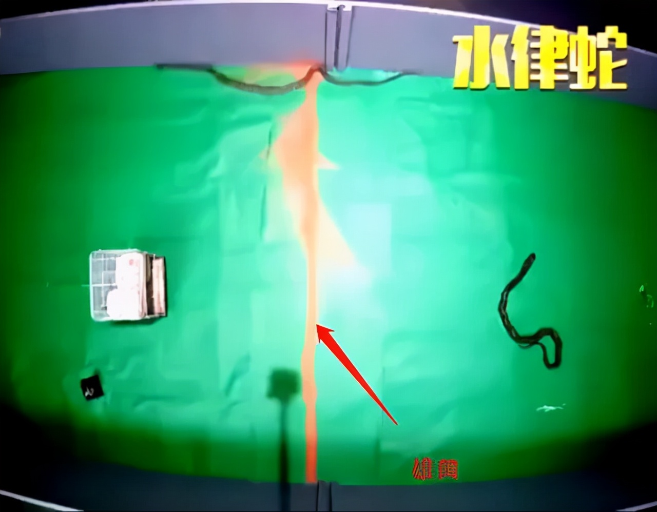 吓人!深圳一工地挖出3条超70斤大蟒蛇,不怕雄黄它究竟怕什么?