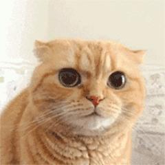 猫咪会因为天气变化不爱喝水吗,猫咪不爱喝水可以把猫粮泡水喂吗