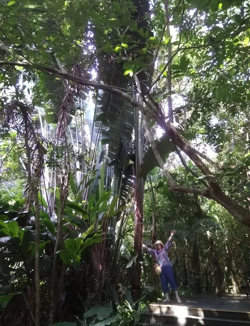 热带雨林是地球之肺教学视频,热带雨林是开发还是保护