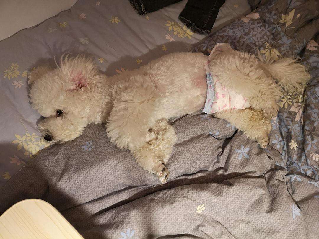 母狗的几个“缺点”，怪不得养过的人想换狗