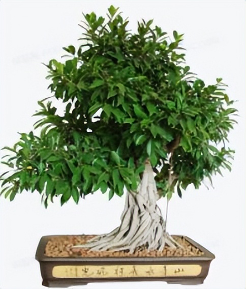 榕树的生长条件,榕树的养殖方法和注意事项详解