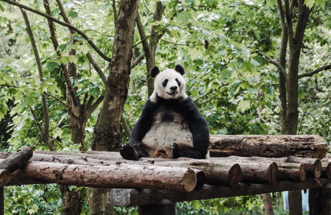 去成都必打卡的8家地道馆子,成都本地人必吃十大馆子排名