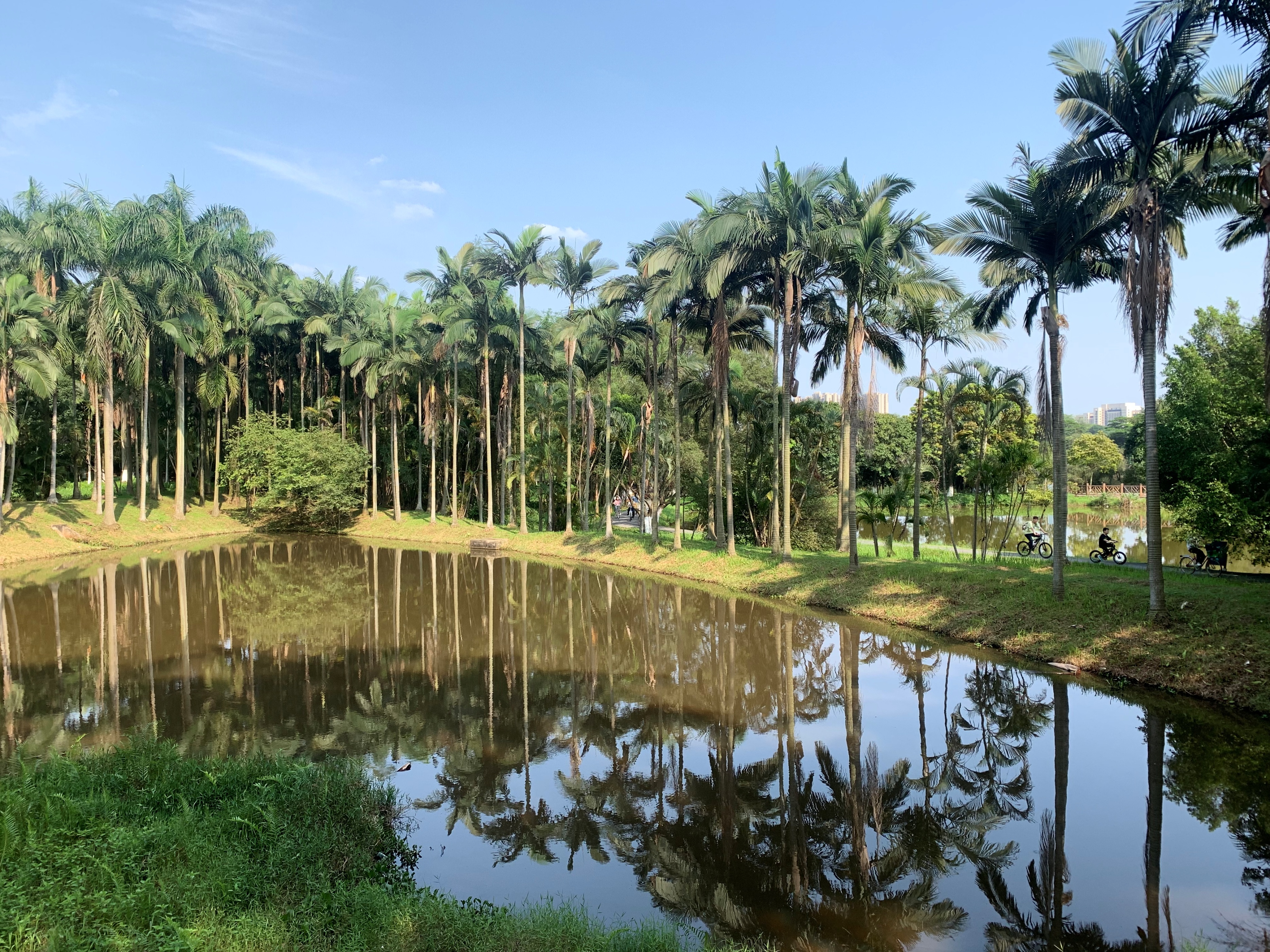 大夫山一日游自由行,大夫山一日游周记