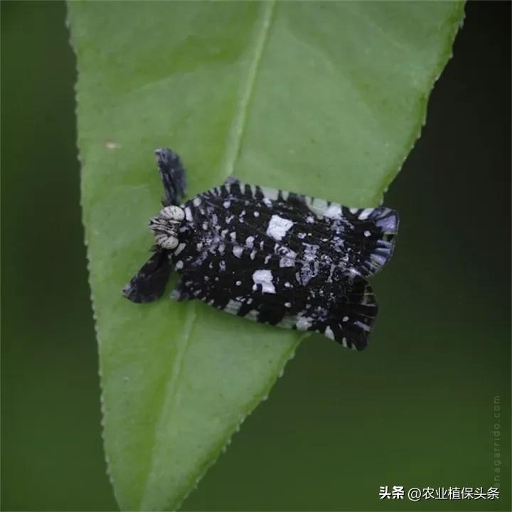 昆虫和害虫种类,昆虫和害虫的分类