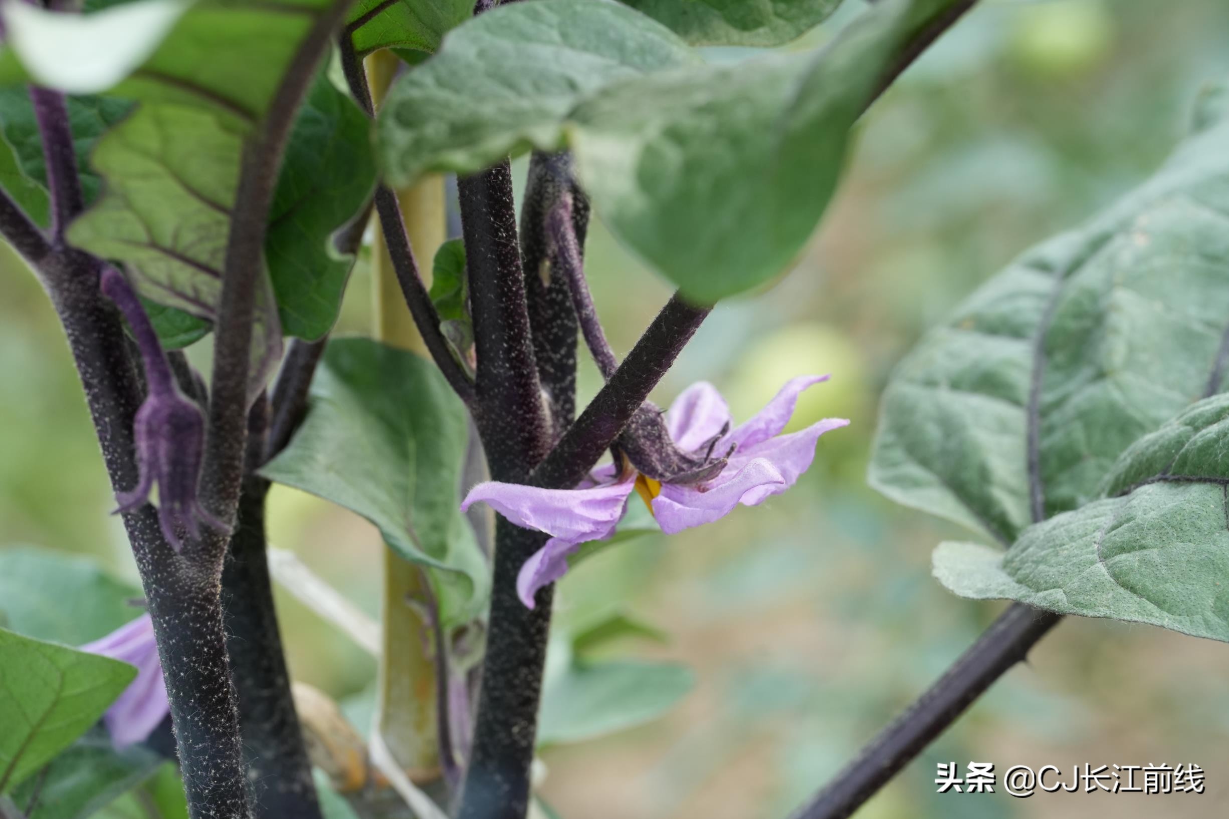 河南淮滨:乡政府旁的“樊家花园”(组图)