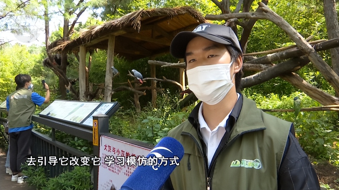 动物园鹦鹉飙脏话保育员引导,云南野生动物园内鹦鹉飙脏话