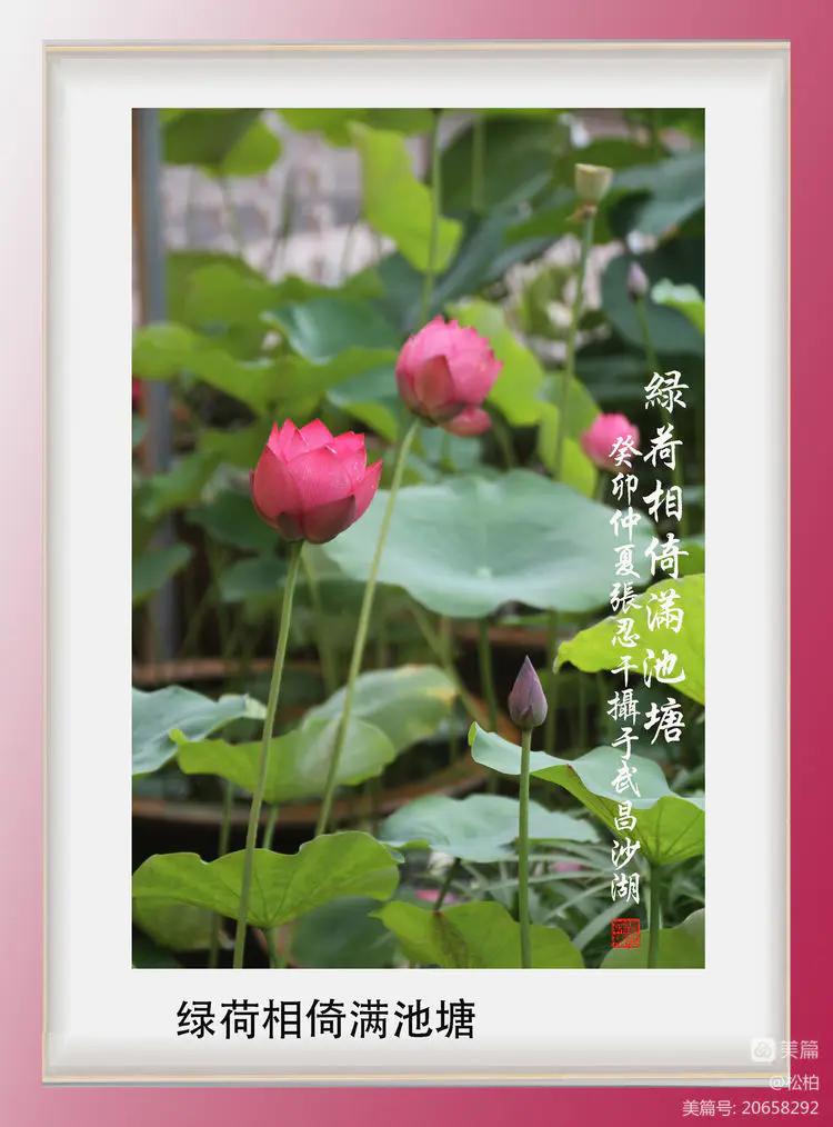 诗图战友情（九十五）荷花别样红