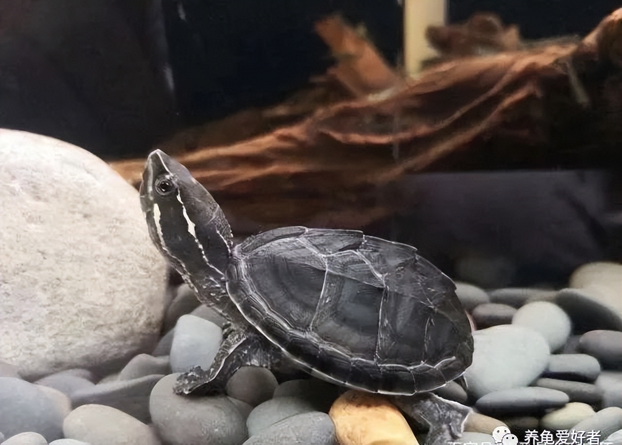 最容易养的水龟,最难养的水龟
