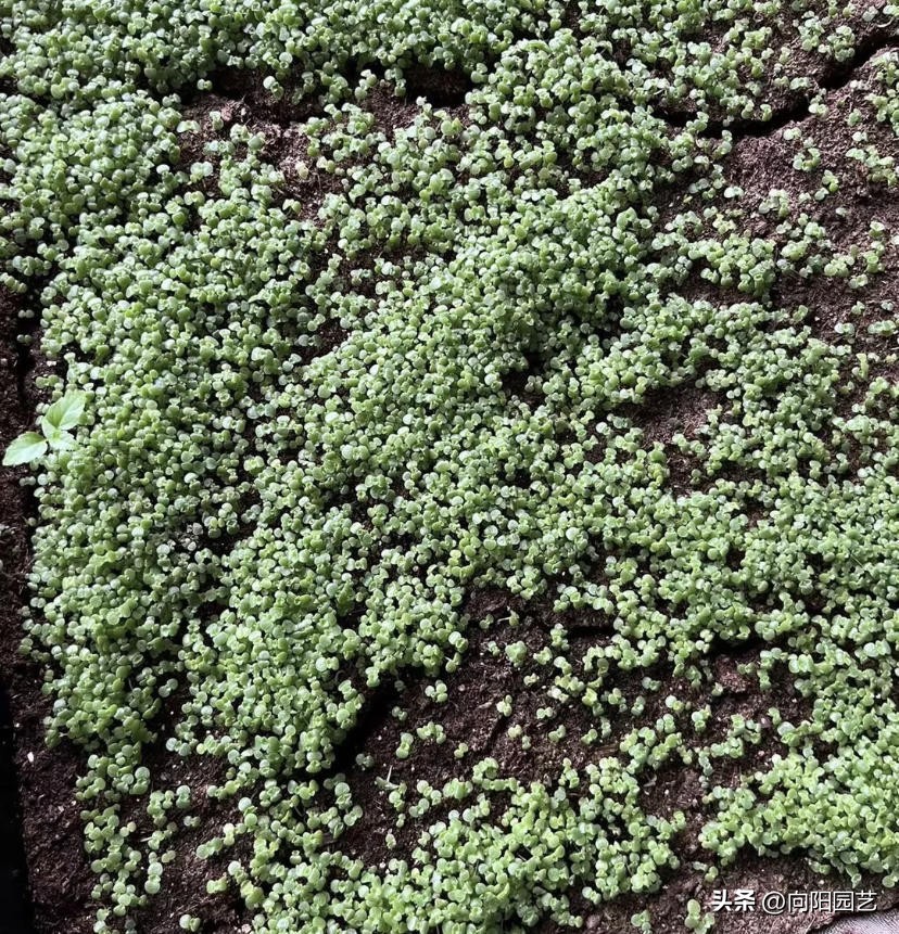 多肉种子什么季节播种合适,多肉种子播种