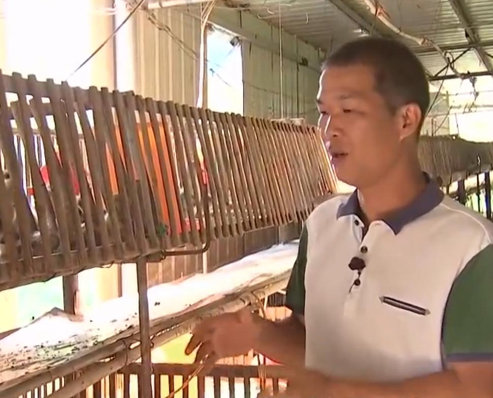 养鹅创业致富门路,90后小伙创业林下养殖大鹅