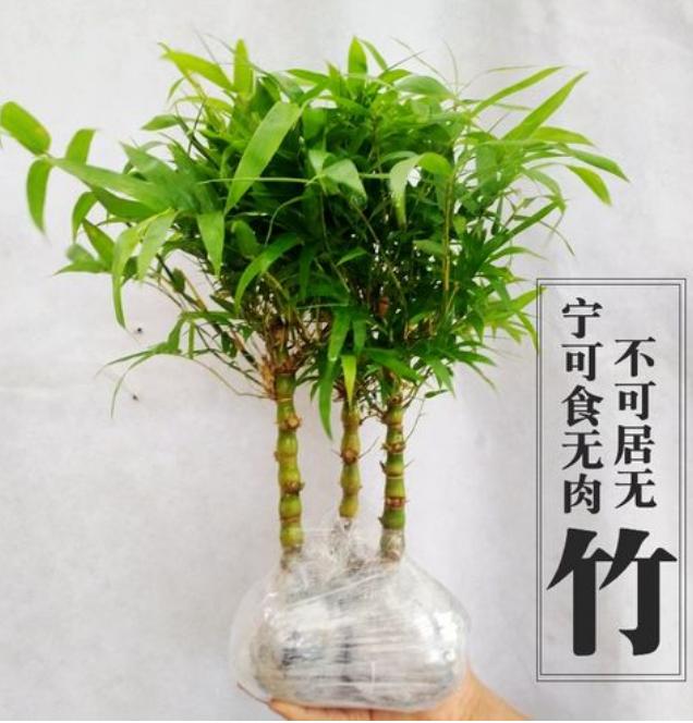 罗汉竹叶子黄了怎么补救,罗汉竹叶子干枯发黄怎么办