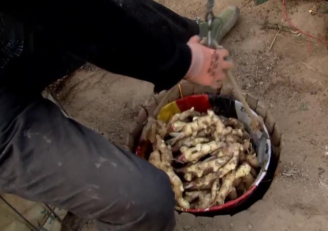 山东男子创办生姜加工厂,男子种植生姜带头致富
