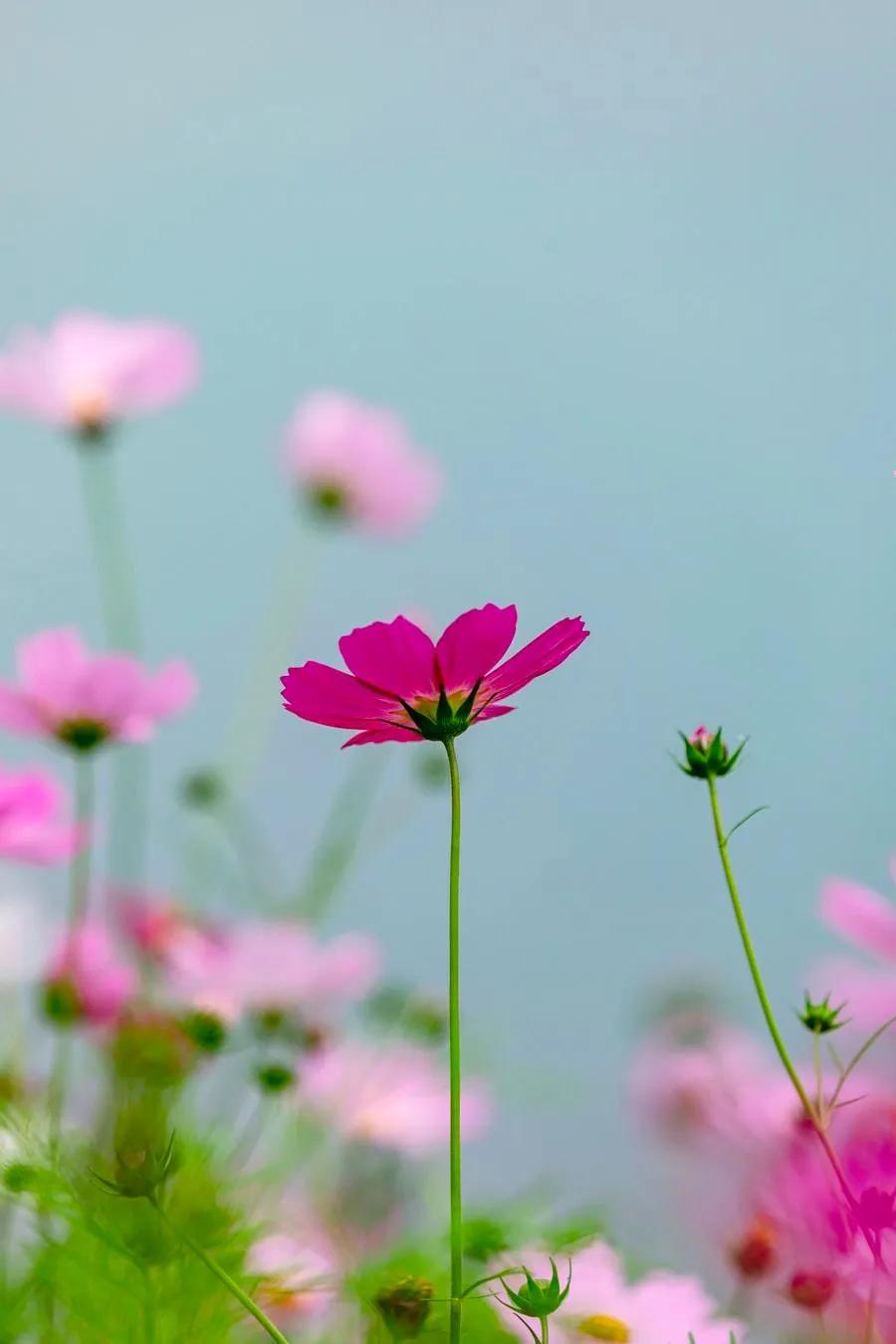 最漂亮迷人的格桑花盛开在绿草上,初冬的格桑花依然娇艳