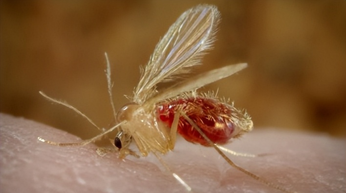 夏日带孩子户外活动当心这种虫,暑期带娃小心毒虫