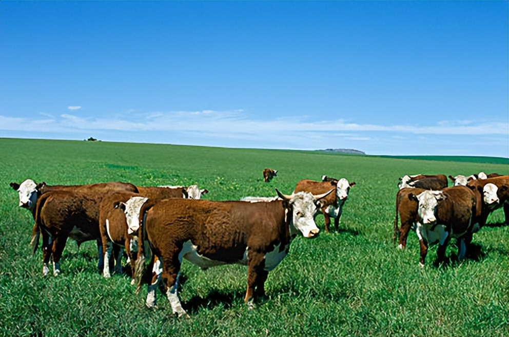 阿根廷人为什么变多了,阿根廷为什么这么火