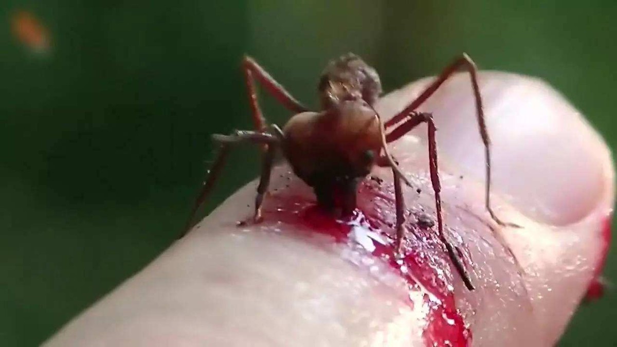 亚马逊雨林发现的15个恐怖生物,亚马逊热带雨林到处都恐怖吗