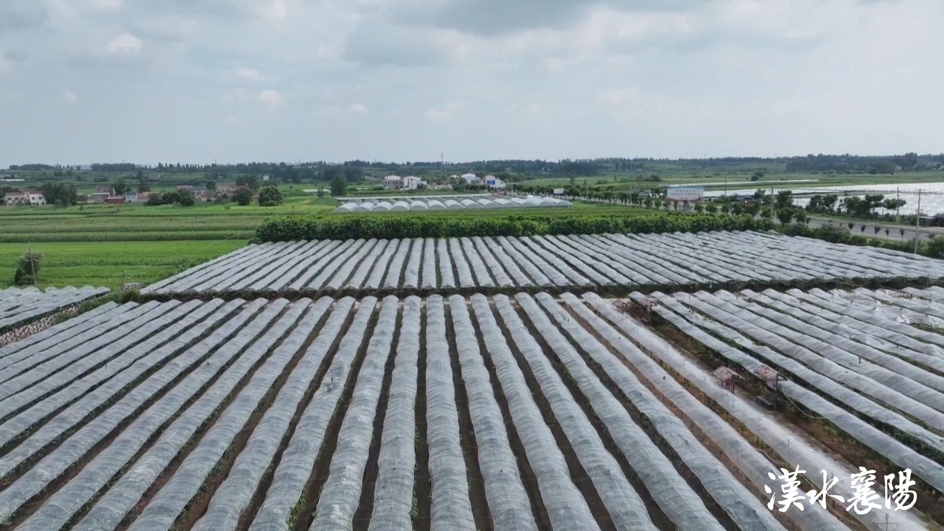 襄阳都市圈高质量发展建言献策,襄阳太平店返乡创业