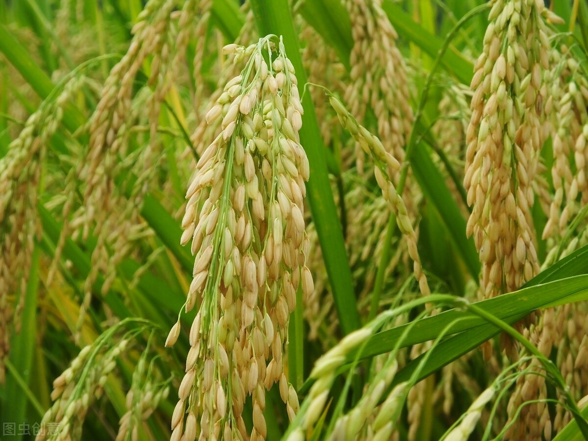 五谷杂粮中的五谷是指哪几种作物,中国土生土长的五谷是哪五谷