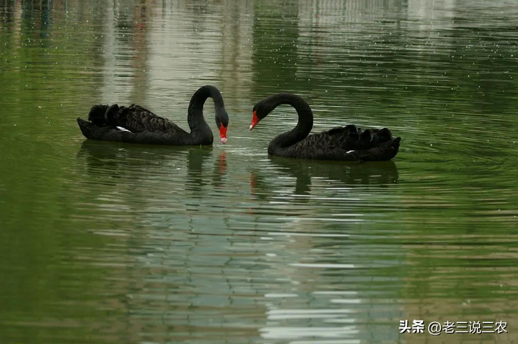 黑天鹅盆栽养法,养几只黑天鹅