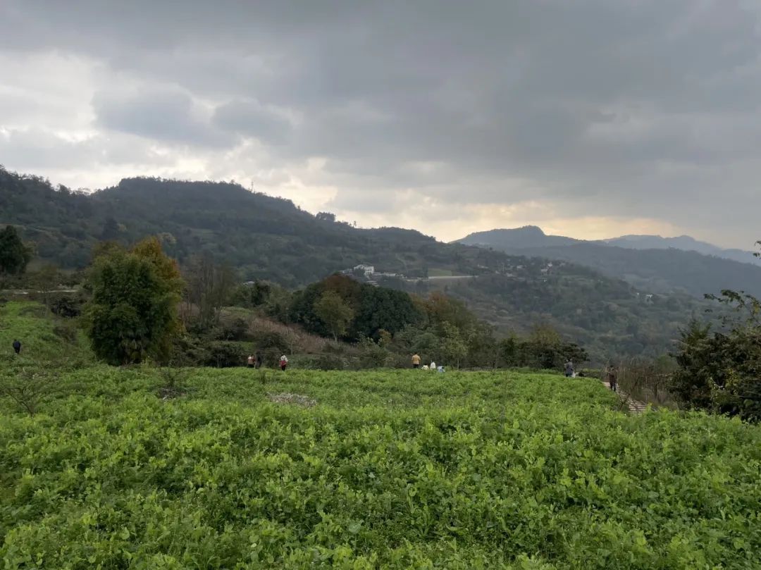 成都旅游豌豆尖,成都仰天窝近郊爬山推荐