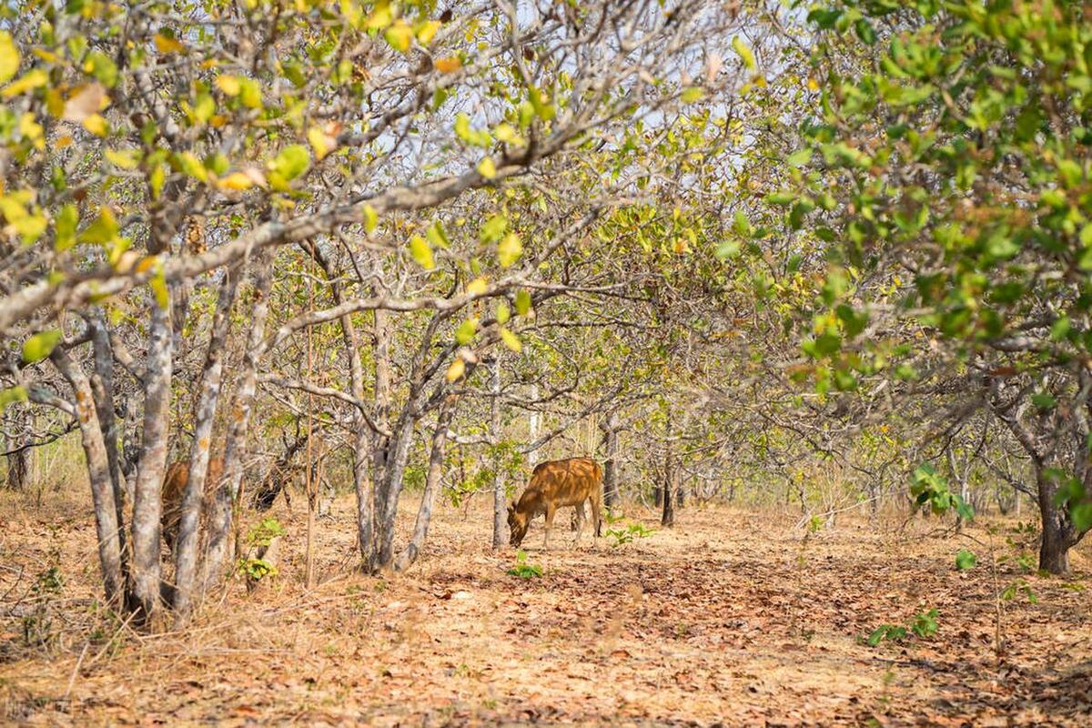 越南腰果渠道销量,特大腰果越南腰果