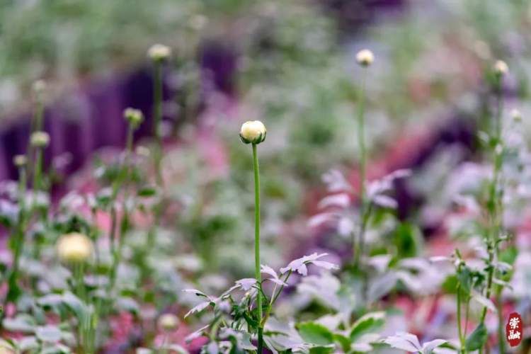 崇明花海,鲜花盛开的岛屿崇明岛